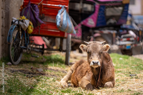 Cow on Street in Peru Highlands photo