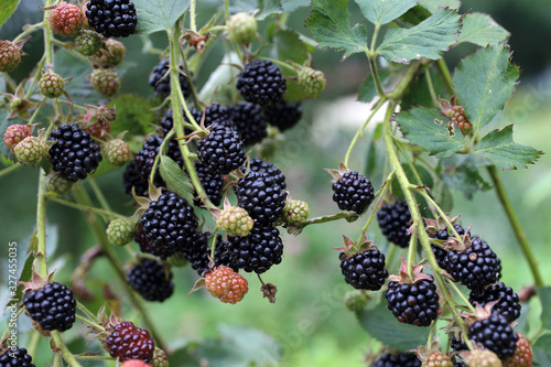 Growing blackberries
