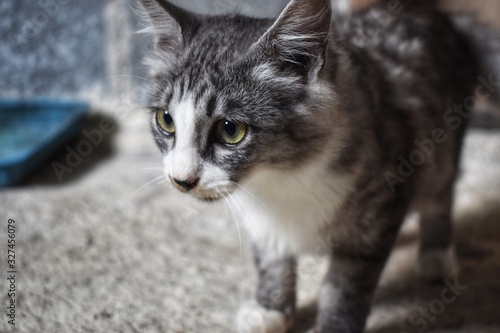 closeup portrait of a cat.
