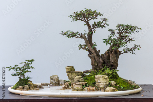 Bonsai trees with rocks in a plate against white wall photo