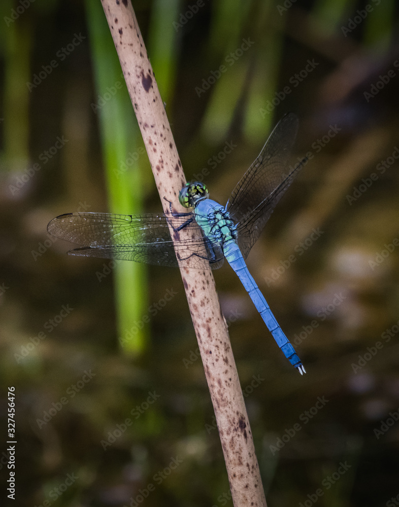 Blue Dasher Closeup Blue Dasher Closeup