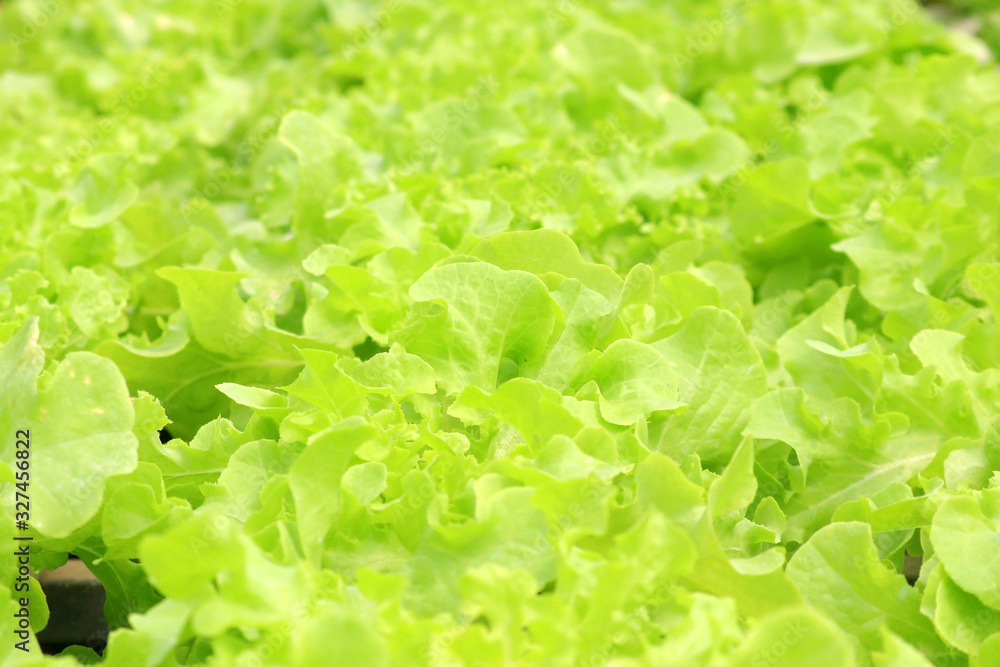 fresh vegetable in organic farm fresh vegetable in organic farm