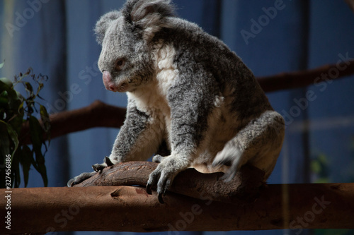 Canvas Print koala in tree