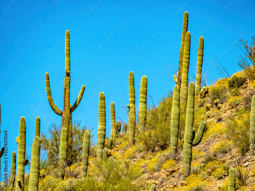 saguaro cactus and blue sky saguaro cactus and blue sky