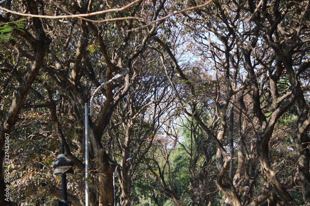 Obraz premium tree in the forest