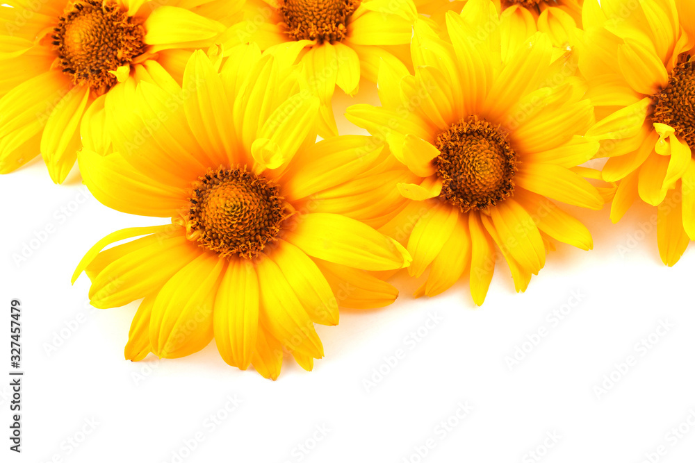 Obraz premium Yellow chamomiles