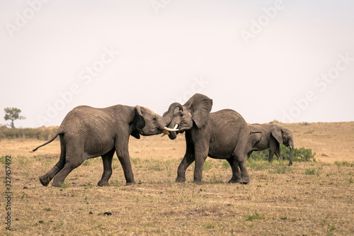 Two young male elephants practicing their sparring techniques in a fake fight. Image taken in the Masai Mara  Kenya. 