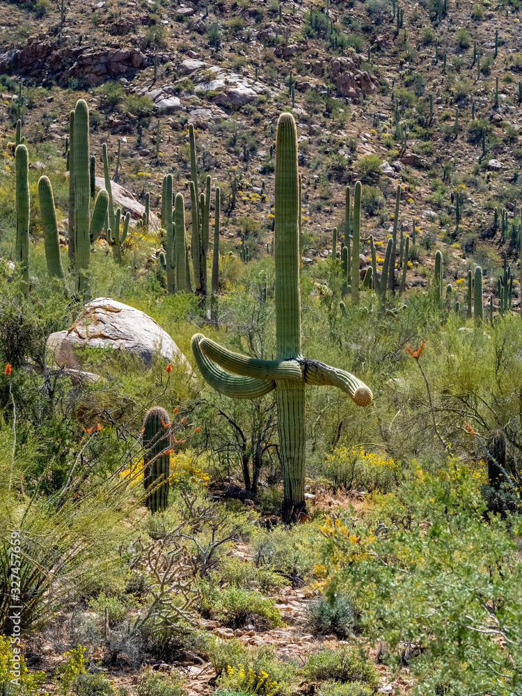 Obraz premium saguaro cactus with interesting arms