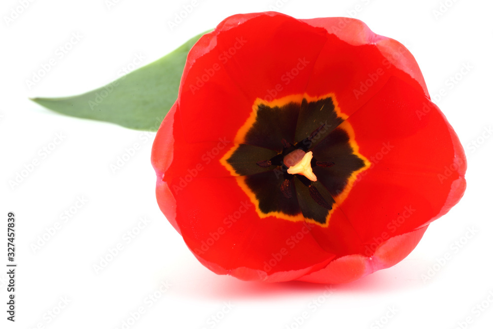 Naklejka premium Red tulip