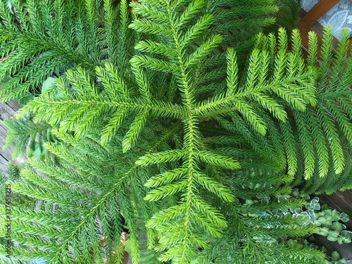  Pine leaves