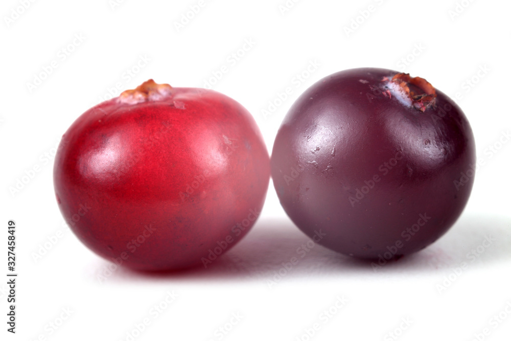 Obraz premium Two cranberries
