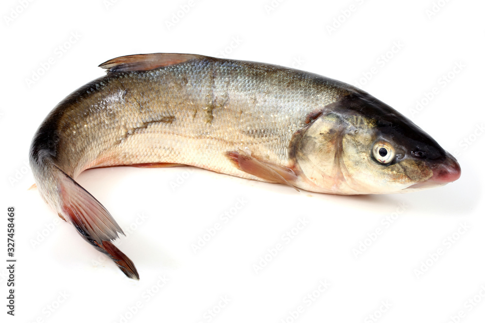 Obraz premium Rudd fish