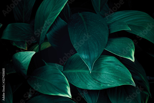 tropical leaves, abstract green leaves texture, nature background © AOFTO