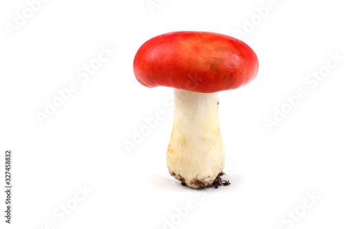 Growing russule mushroom