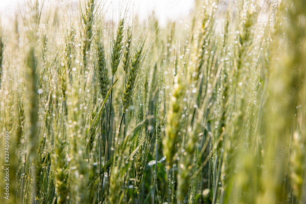Green ears of barley with water drops after spraying water system close up at agricultural field. Green ear of barley with dew drops. Green ears of barley with water drops after spraying water system close up at agricultural field. Green ear of barley with dew drops.