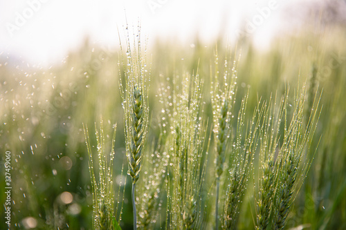 Cuadro en lienzo Green ears of barley with water drops after spraying water system close up at agricultural field