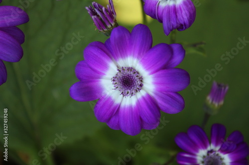 purple flower