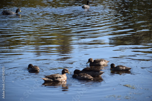 Aves silvestre del lago