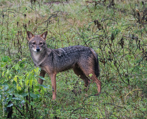 Portrait of a Black-Backed Jackal, Sri Lanka