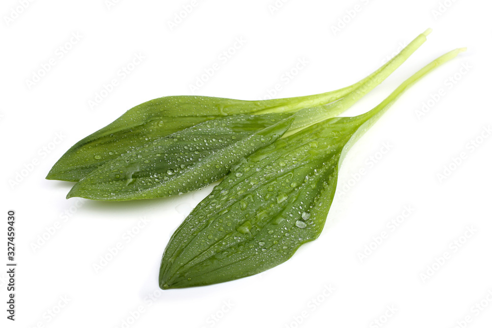 Fototapeta premium Ramson leaves