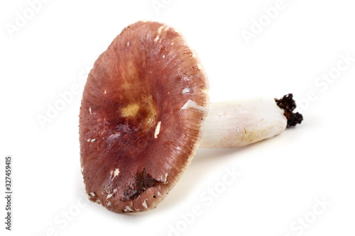 Red russule mushroom