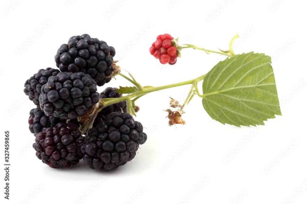 Cluster of blackberries Cluster of blackberries