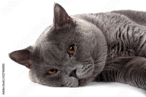 Obraz na plátně Funny lying British cat