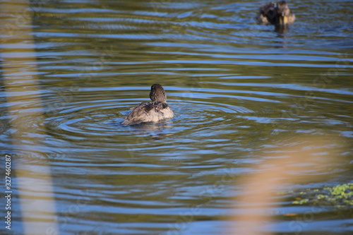 Aves Silvestres