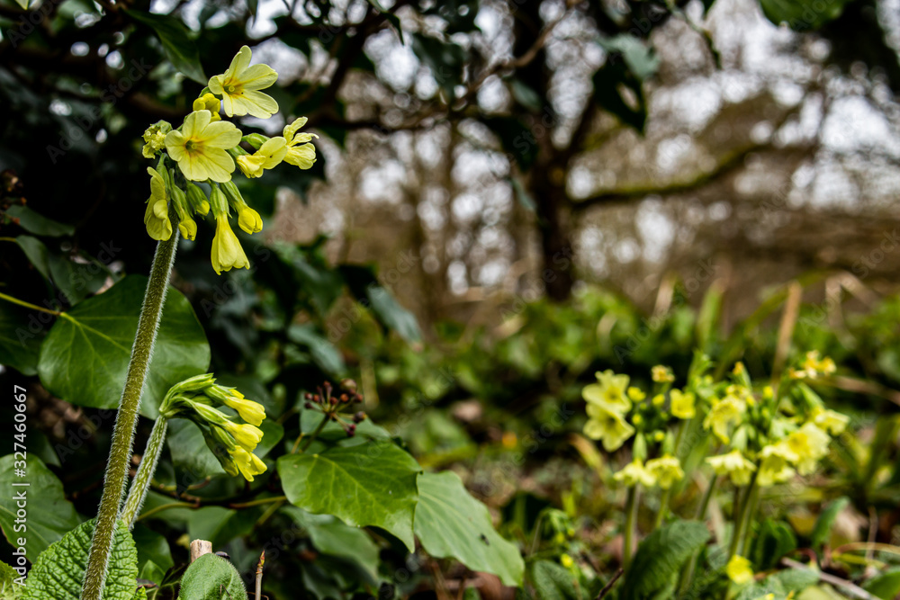 Close up of a Primrose or Cowslip flower on the left, leaving copyspace on the right side. Primula veris, Selected Focus, Bokeh Close up of a Primrose or Cowslip flower on the left, leaving copyspace on the right side. Primula veris, Selected Focus, Bokeh