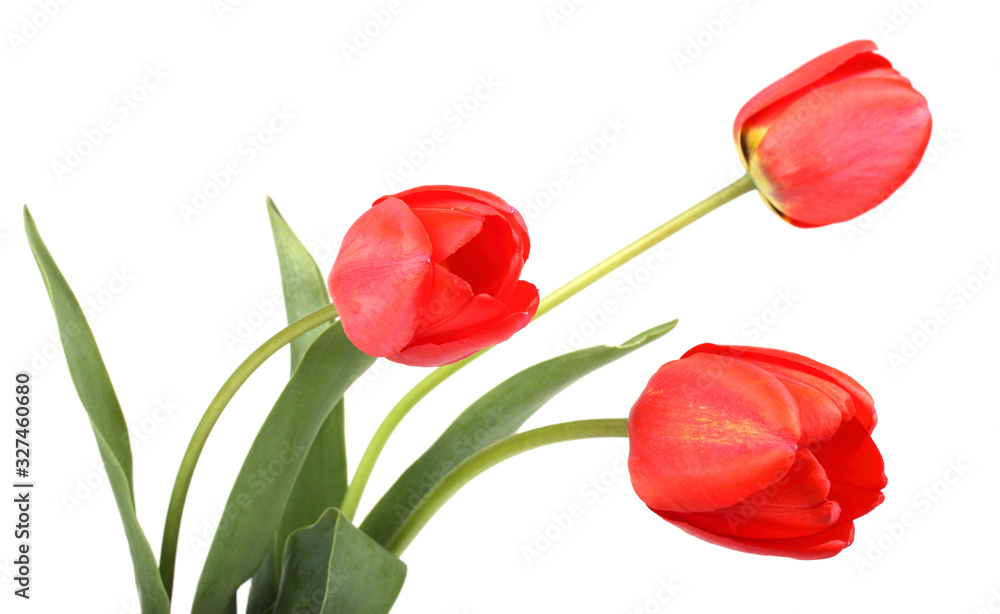 Bouquet of red tulips Bouquet of red tulips
