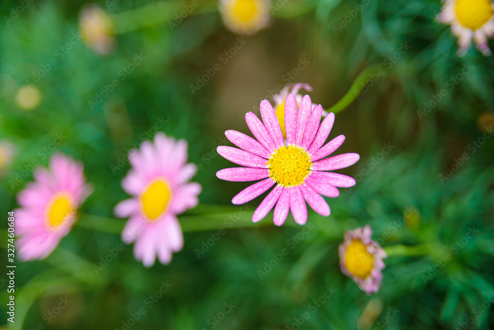 Beautiful pink flower with blurred background in garden. Copy space Beautiful pink flower with blurred background in garden. Copy space