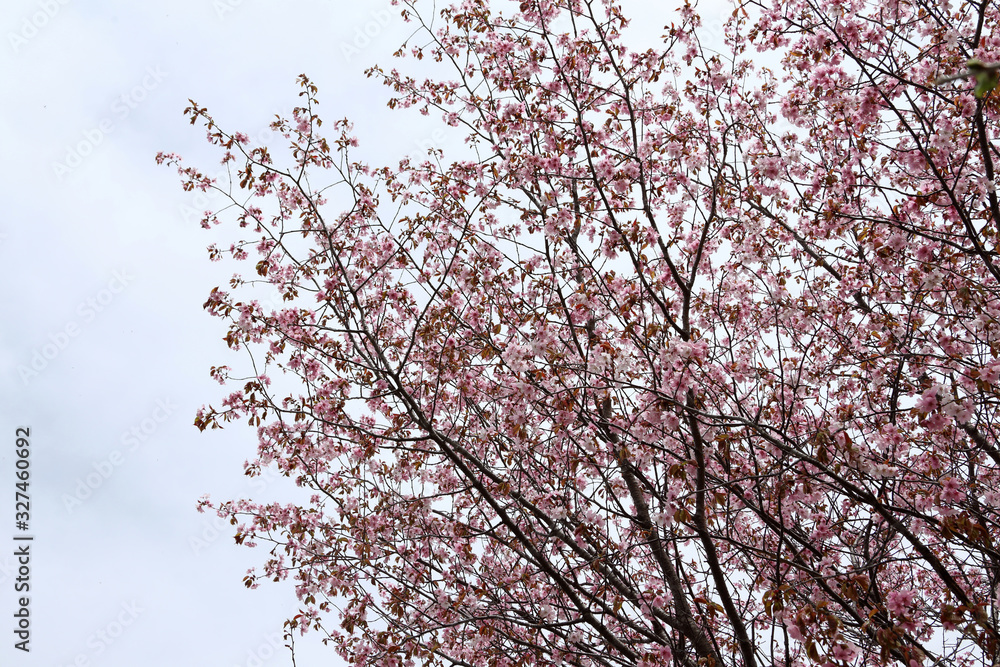 Sakura. Apricot blossom. Sakura. Apricot blossom.