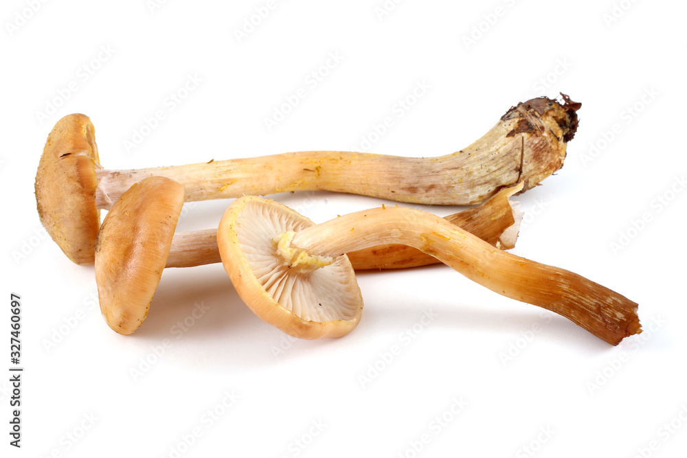 Fototapeta premium Honey fungus mushrooms