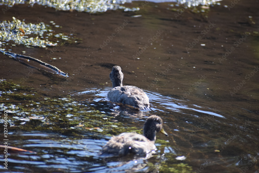 Fototapeta premium Aves Silvestres