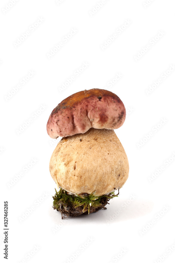 Boletus regius mushroom Boletus regius mushroom