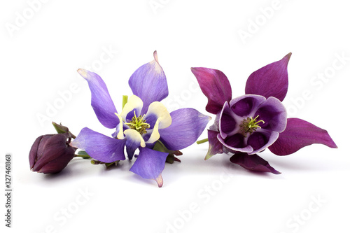 Canvas Print Blue and violet aquilegia flower