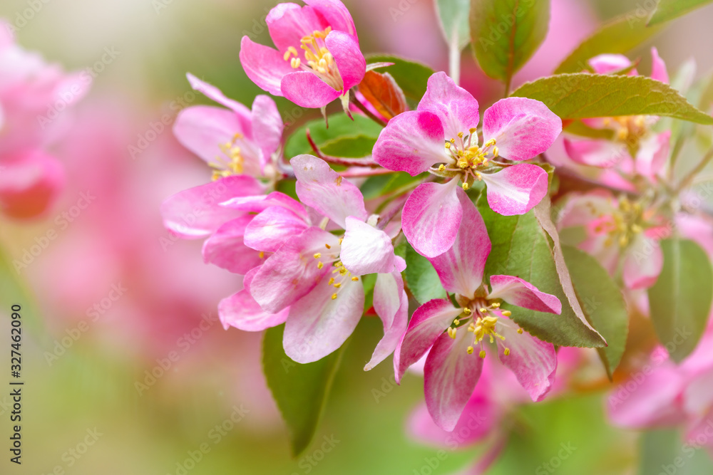 Fresh white and pink flowers of a blossoming apple tree in sunset light Fresh white and pink flowers of a blossoming apple tree in sunset light