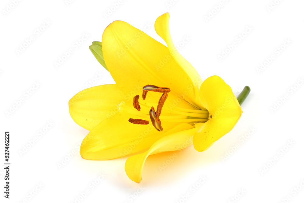 Yellow lily Yellow lily