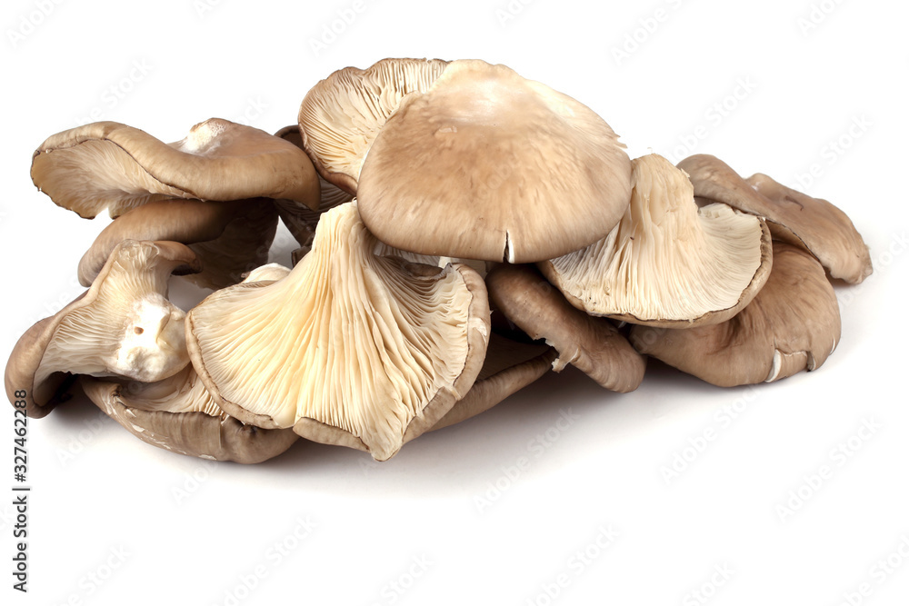 Oyster mushrooms Oyster mushrooms