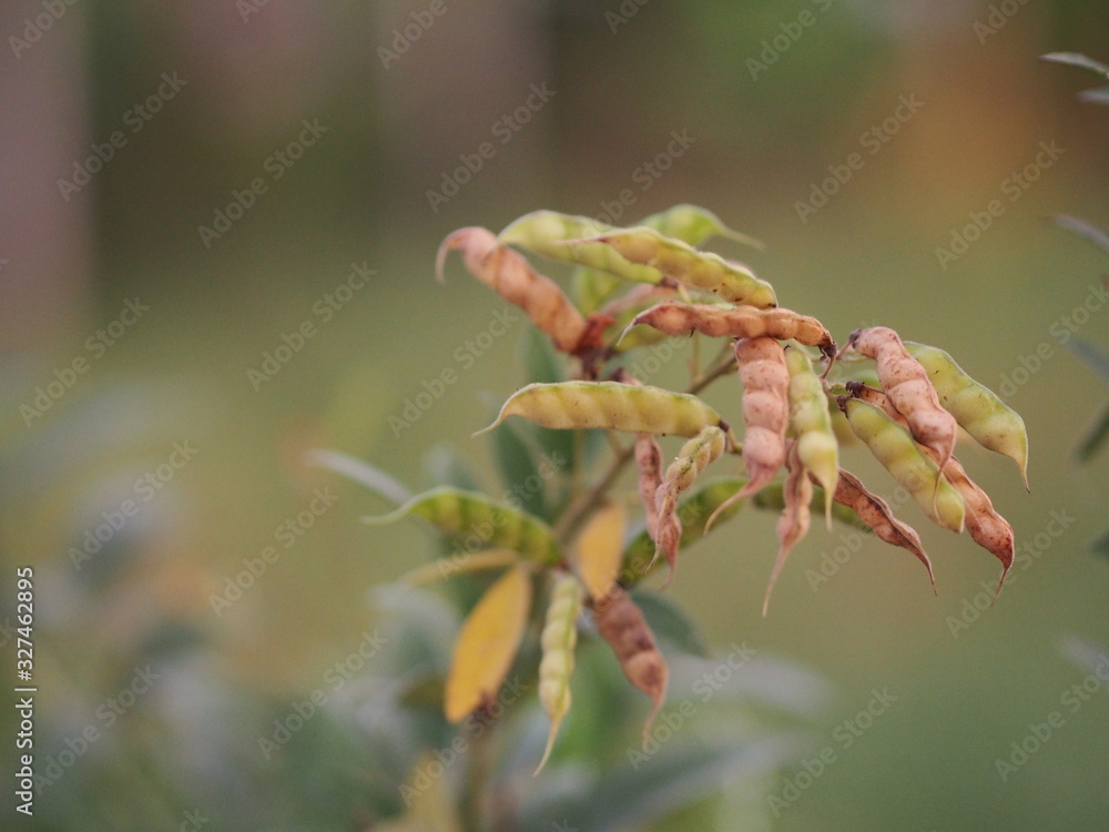 Cajanus canja L Millsp, Common name Pigeonpea belonging to the Leguminosae family or Kadios name Cajanus canja L Millsp, Common name Pigeonpea belonging to the Leguminosae family or Kadios name