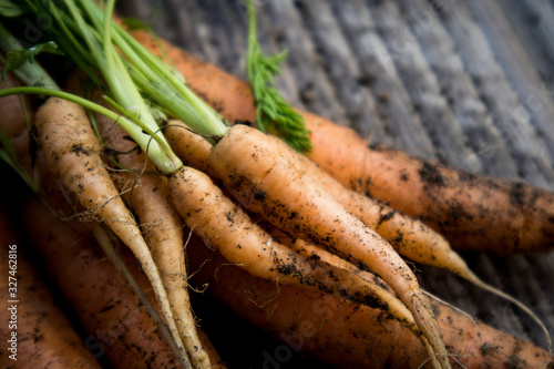 Bunch of Freshly Pulled Carrots with Soil on Wood Background