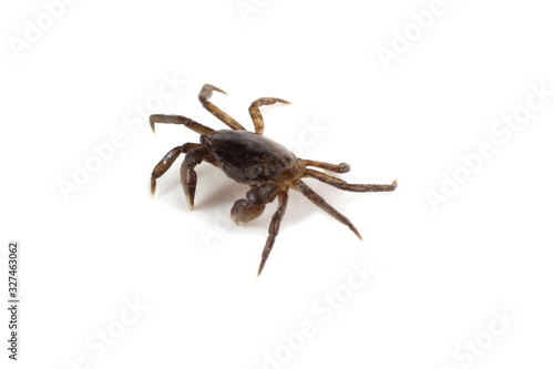 Little crab isolated on white