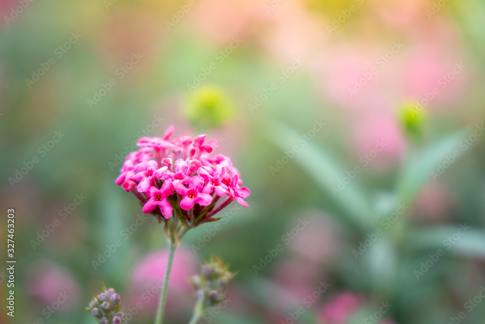 The background image of the colorful flowers The background image of the colorful flowers