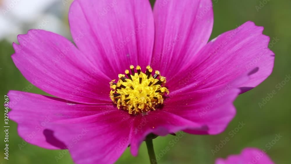 Close up pink mexican aster or cosmos bipinnatus flower field blooming in nature garden with light wind outdoor background Close up pink mexican aster or cosmos bipinnatus flower field blooming in nature garden with light wind outdoor background