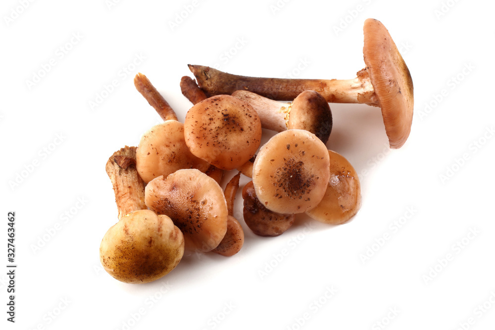 Honey agaric mushrooms