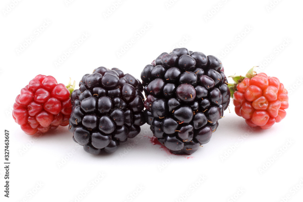 Ripe and unripe blackberries Ripe and unripe blackberries