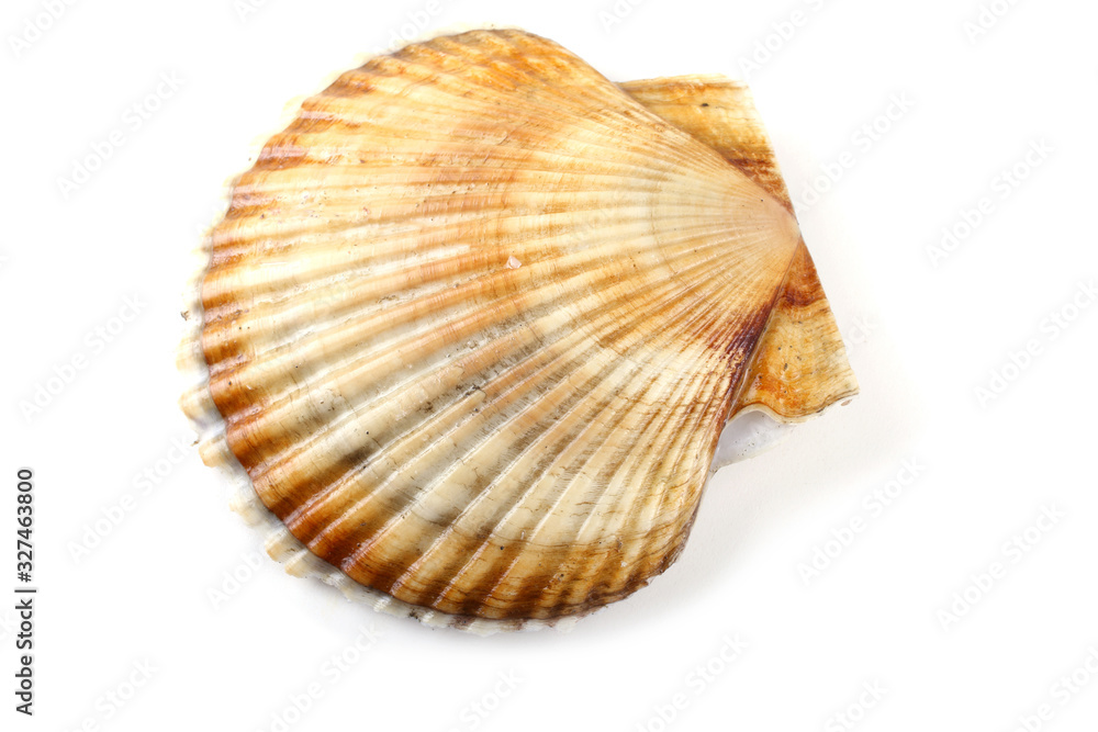 Scallop