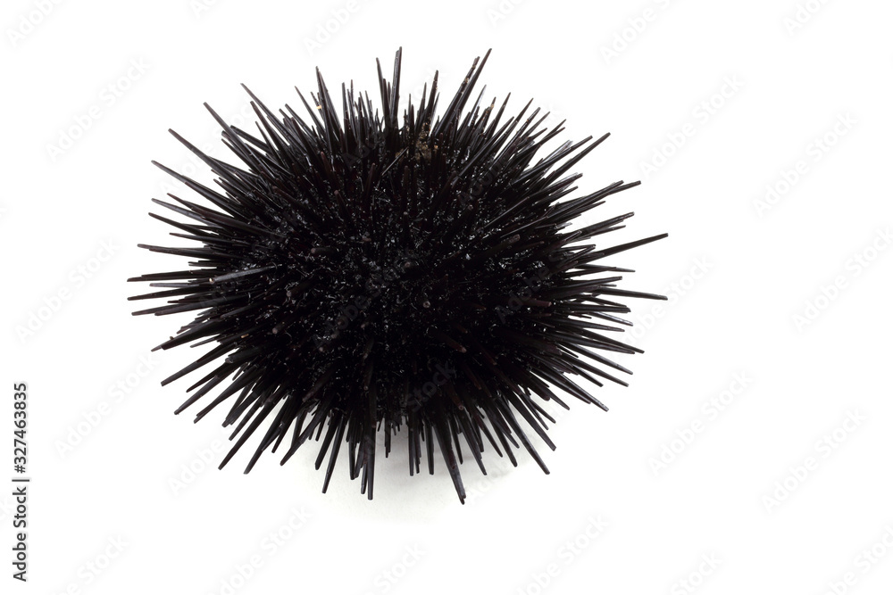 Obraz premium Black sea urchin
