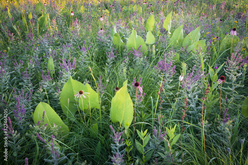 Prairie dock, pale purple coneflower and leadplant perfectly orchestrated by Mother Nature. to form a beautiful summer wildflower arrangement. photo
