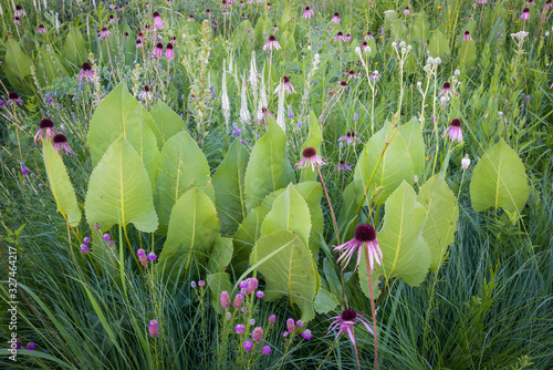 Prairie dock, pale purple coneflower and leadplant perfectly orchestrated by Mother Nature. to form a beautiful summer wildflower arrangement. photo